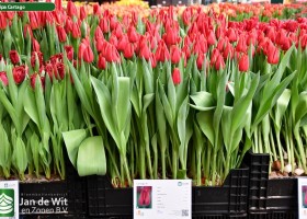 Tulipa Cartago ® (1)